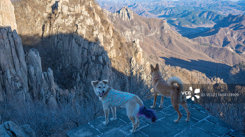 爬板厂峪长城的小狗图片素材
