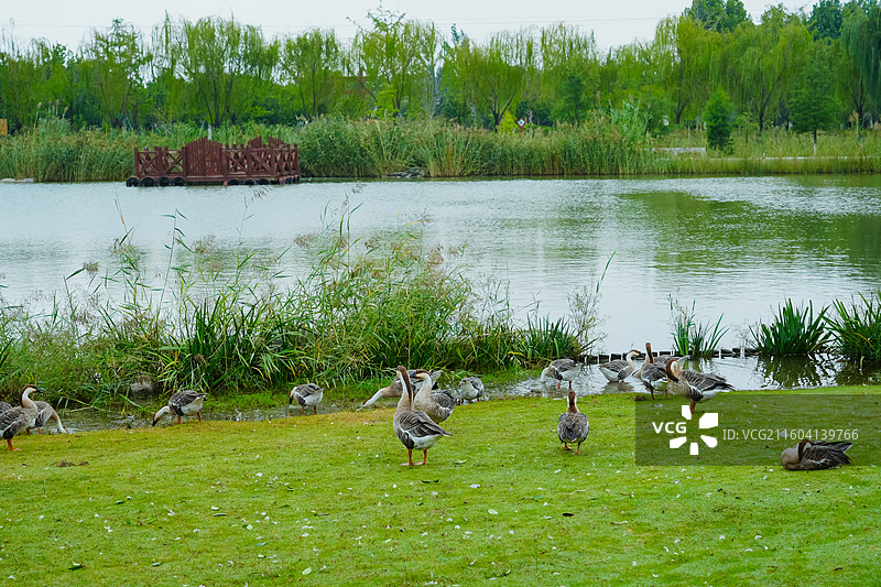 河南省商丘市汉梁文化公园  汉梁园 （汉代皇家园林风貌  纪念司马相如  李白 杜甫等文人雅士）图片素材