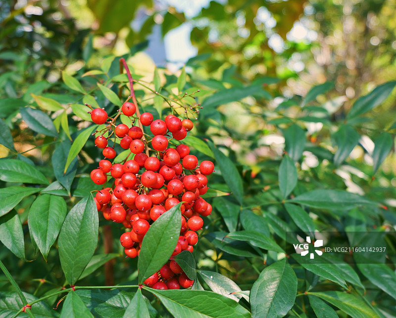 南天竹的红色果实图片素材