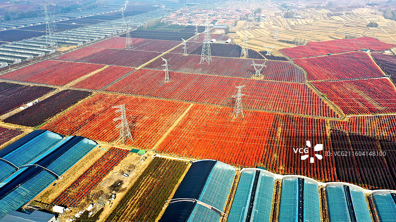 初冬“打翻调色盘” 万亩蓝莓园美成了油画图片素材