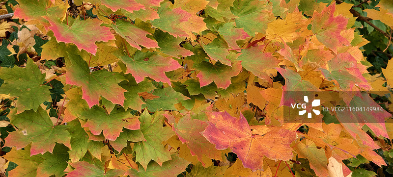 比利时布鲁塞尔，扎芬特姆小镇，枫树图片素材