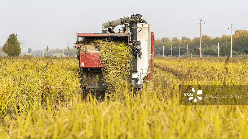 深秋丰收，河南省焦作市武陟县乔庙镇农机收割水稻图片素材