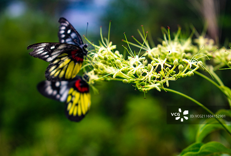 黑色斑纹蝴蝶 花卉间采蜜特写图片素材