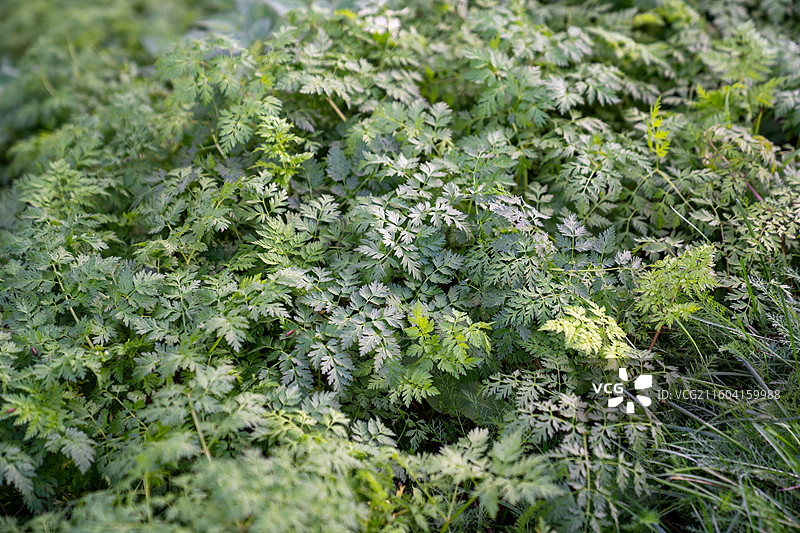 特罗姆瑟通往纳尔维克的公路风光图片素材