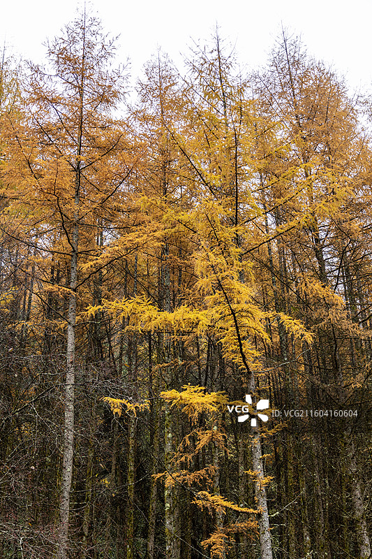 巴中光雾山风景区红叶风光图片素材