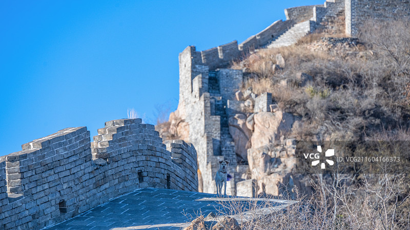 爬板厂峪长城的小狗图片素材
