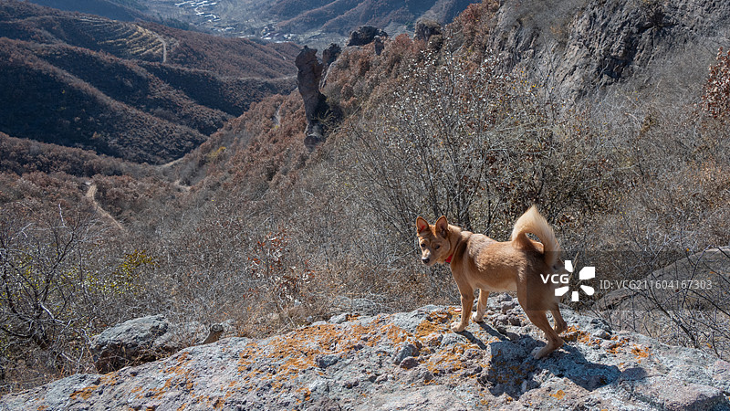 爬板厂峪长城的小狗图片素材