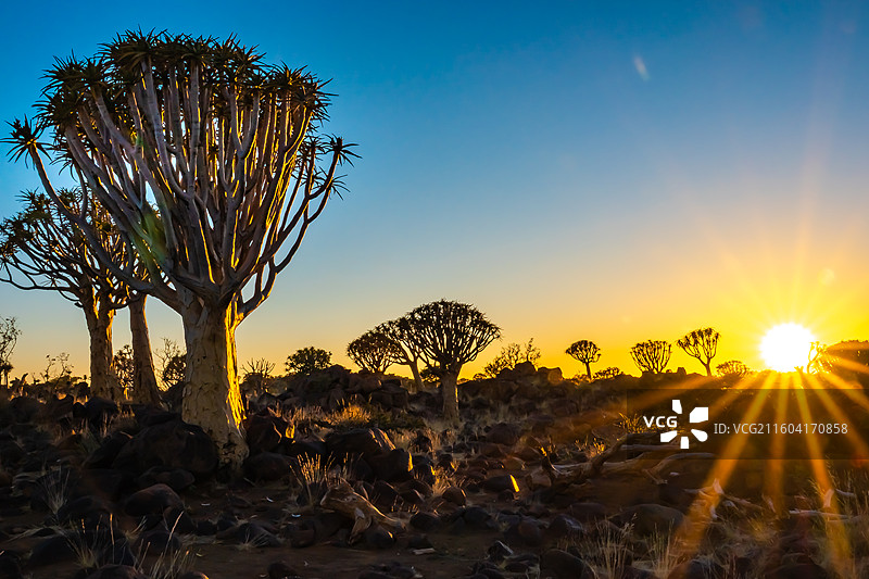 纳米比亚箭袋树图片素材