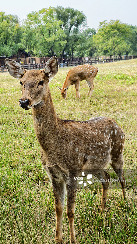 秋野间，这只小鹿把镜头盯成了画图片素材