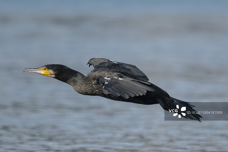 飞翔的鸬鹚图片素材