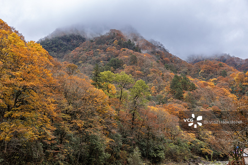 巴中光雾山风景区红叶风光图片素材