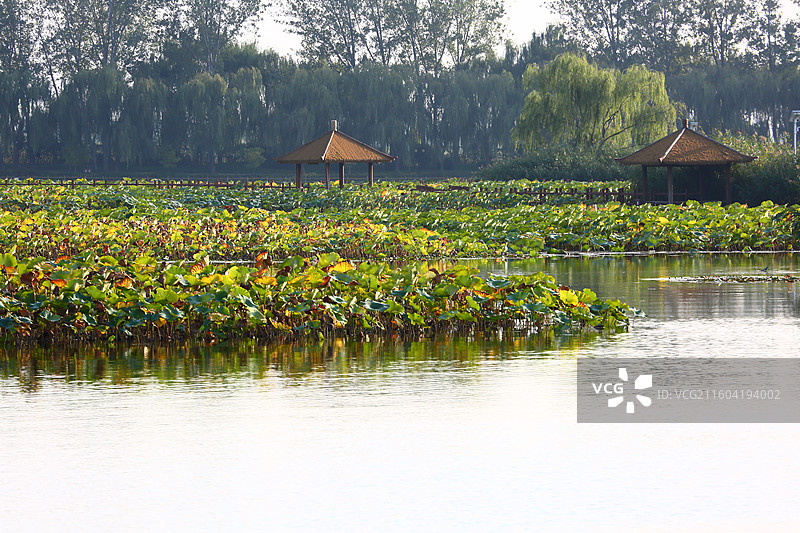 河北雄安新区白洋淀荷花大观园景区秋景图片素材