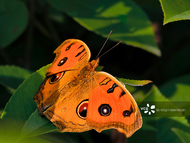 《橙翼镶光》图片素材
