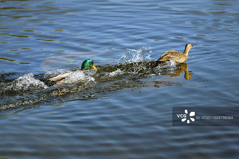 北京玉渊潭湖中，一只绿头鸭正在追逐一只麻鸭，激起水花四溅图片素材
