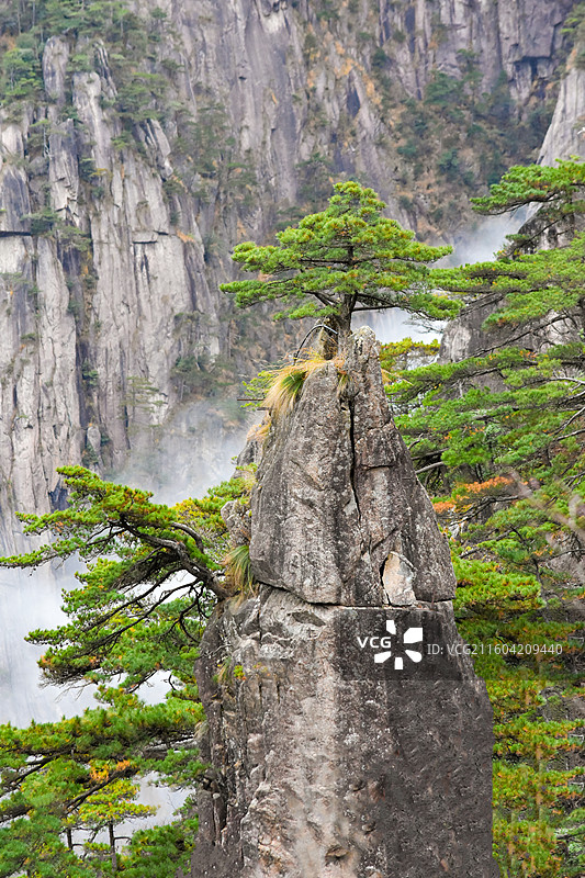 安徽黄山，奇松怪石：梦笔生花。图片素材