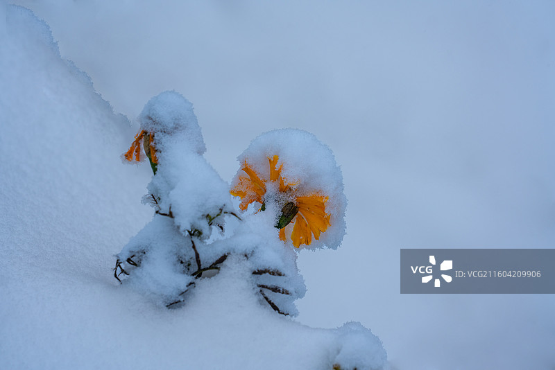雪压枝头图片素材