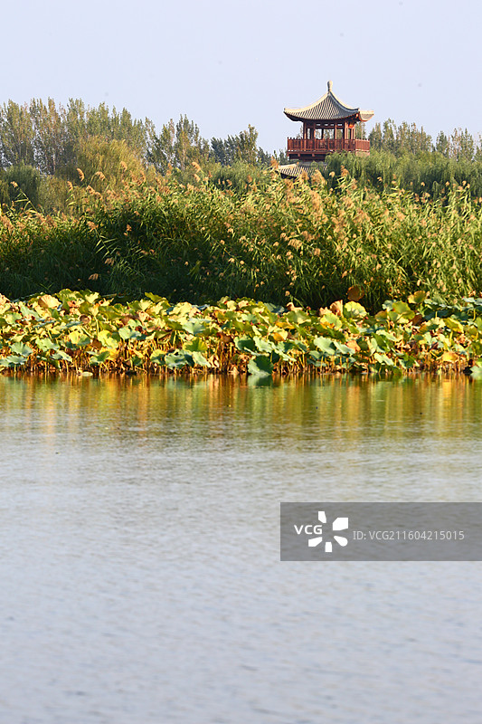 河北雄安新区白洋淀荷花大观园景区秋景图片素材