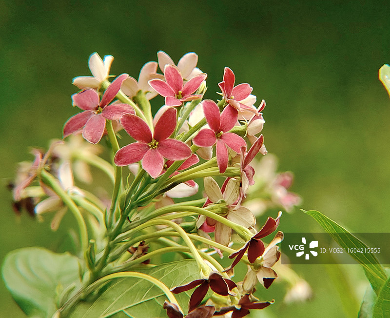 使君子图片素材