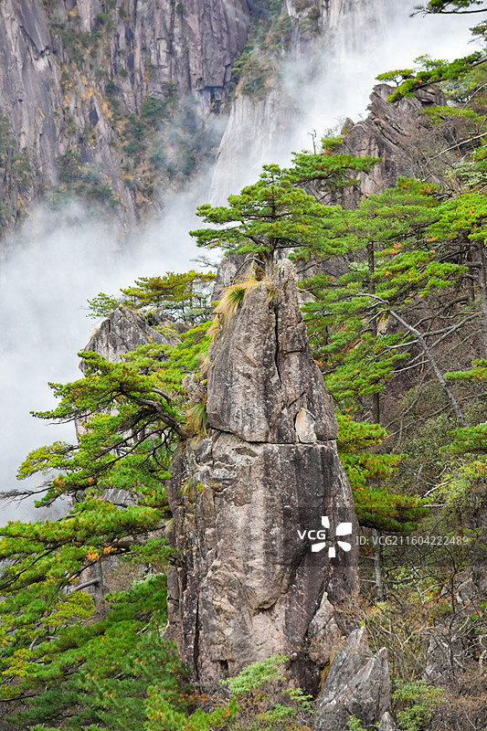 安徽黄山奇松怪石：梦笔生花，云雾背景。图片素材