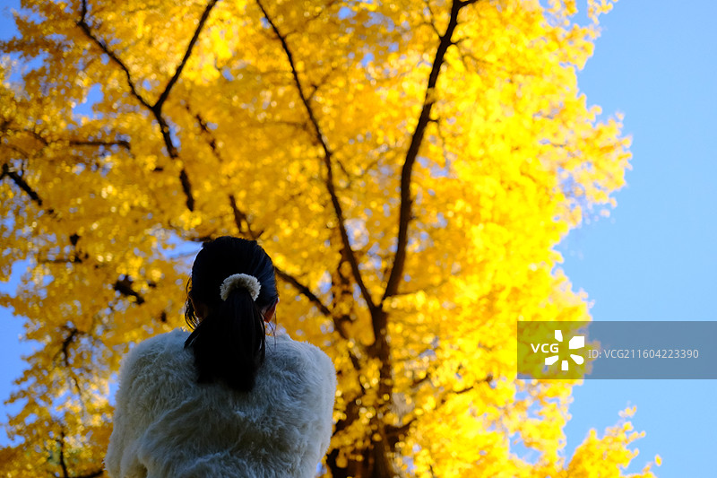 济南灵岩寺11月秋天银杏图片素材