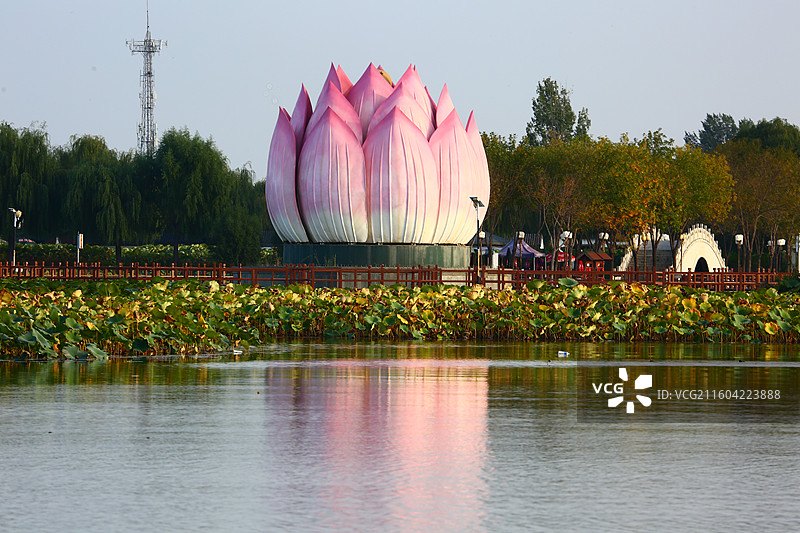 河北雄安新区白洋淀荷花大观园景区秋景图片素材