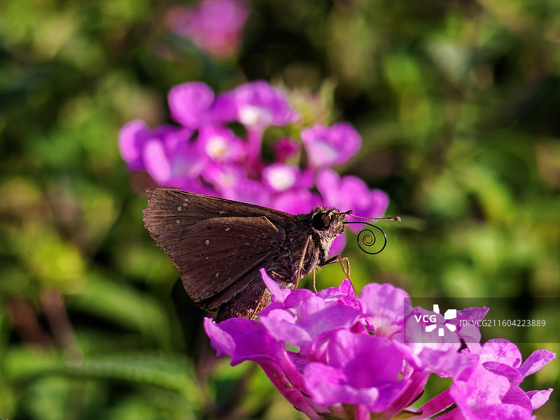 采蜜的蝴蝶图片素材
