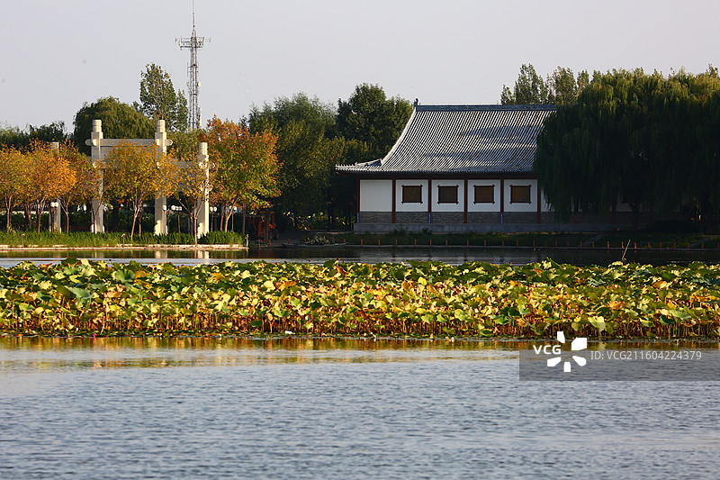 河北雄安新区白洋淀荷花大观园景区秋景图片素材