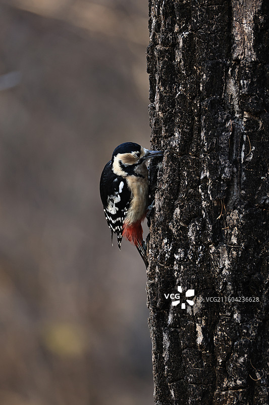 月牙岛数量最多的啄木鸟 大斑啄木鸟图片素材