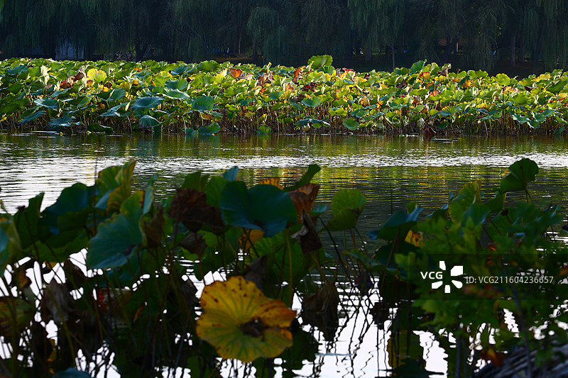 河北雄安新区白洋淀荷花大观园景区秋景图片素材