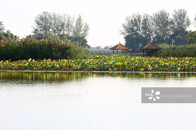 河北雄安新区白洋淀荷花大观园景区秋景图片素材