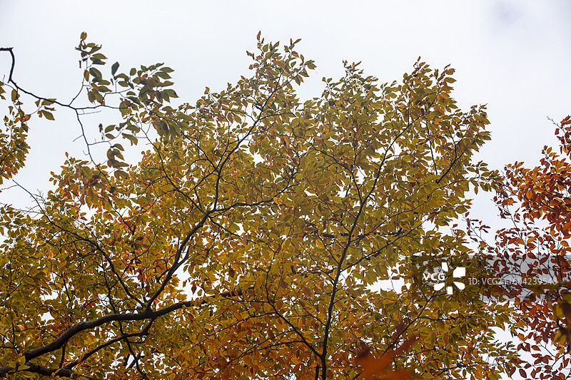 生长在四川巴中市光雾山风景区的巴山水青冈图片素材
