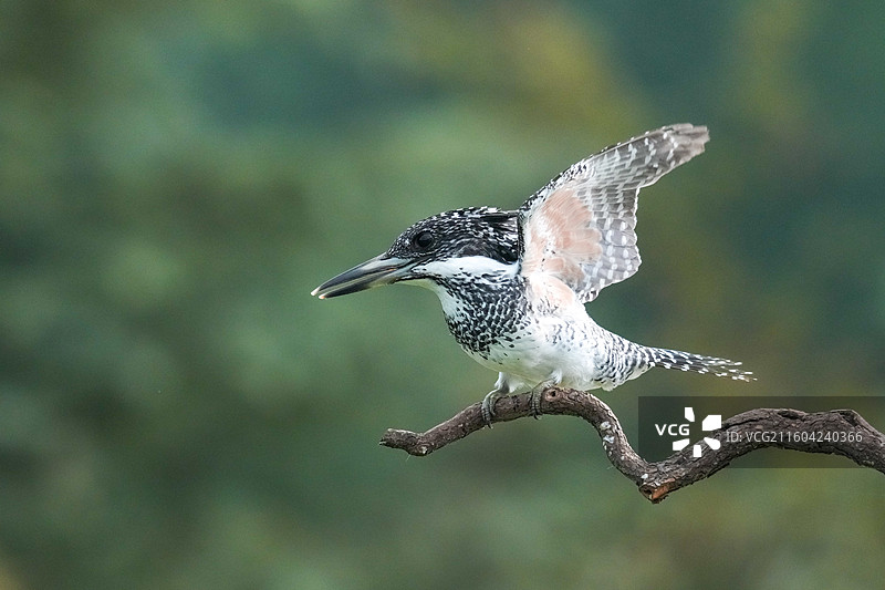 冠鱼狗——高清鸟类摄影图片素材