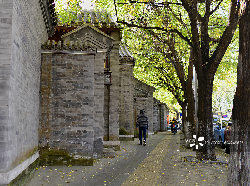 北京：胡同秋日里的一抹黄图片素材