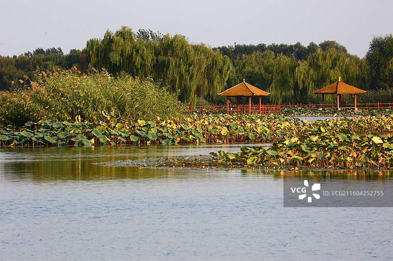 河北雄安新区白洋淀荷花大观园景区秋景图片素材