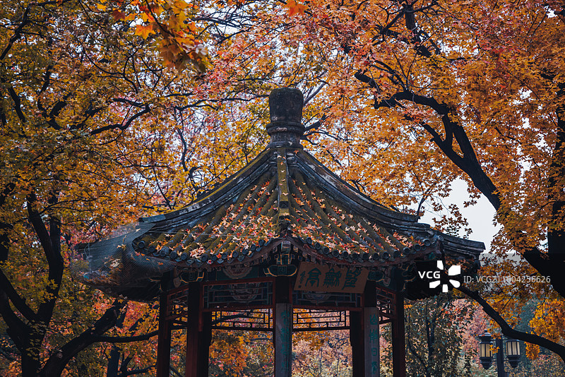 秋天里的金色的和古建筑图片素材