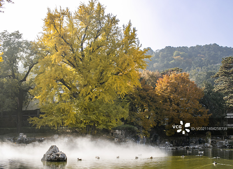 香山饭店金黄色古银杏树图片素材