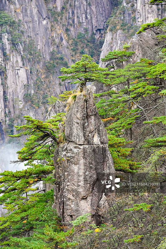 安徽黄山，奇松怪石：梦笔生花。图片素材