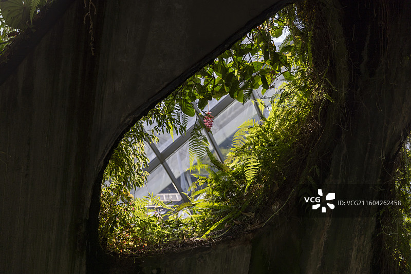 新加坡滨海湾花园云雾林图片素材