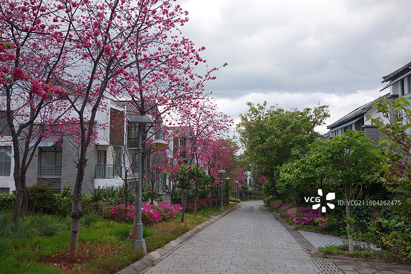 云南省大理州大理市大理山水间樱花季图片素材