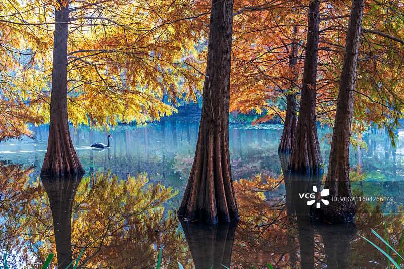 中国南京，明孝陵景区燕雀湖畔的秋季落羽杉景观图片素材
