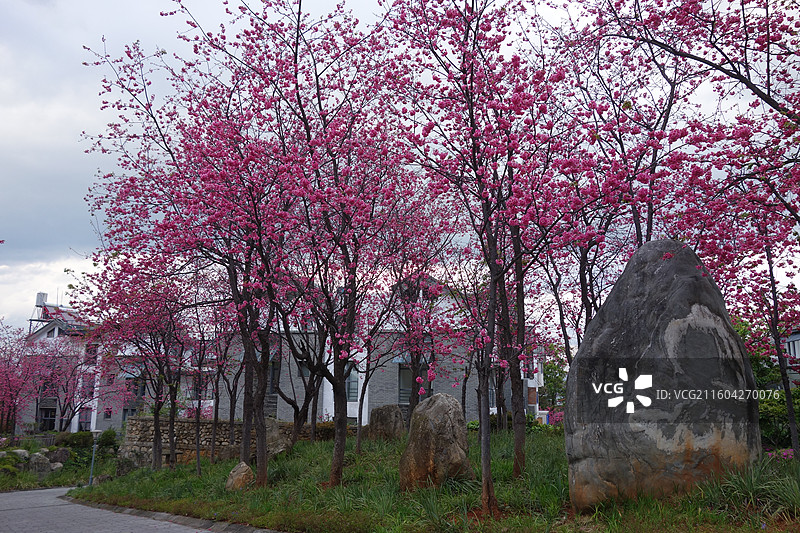 云南省大理州大理市大理山水间樱花季图片素材