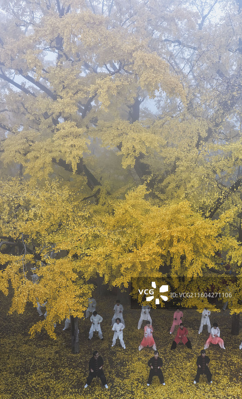 穿越千年！浮来山银杏金黄季上演古今交融盛宴图片素材