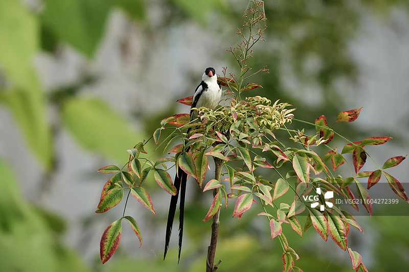 针尾维达雀——高清鸟类摄影图片素材