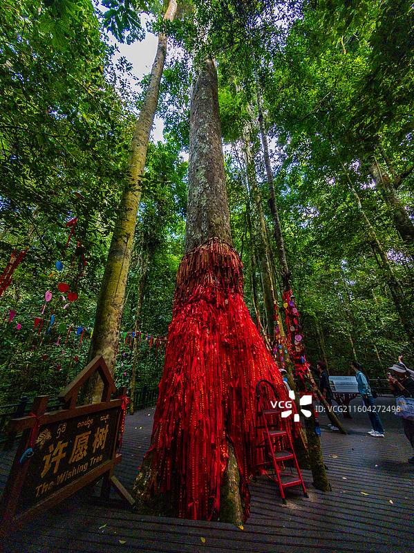 云南省西双版纳州勐腊县望天树景区图片素材