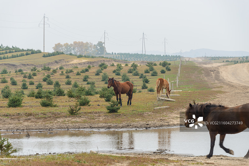 内蒙古赤峰乌兰布统坝上草原牧场图片素材