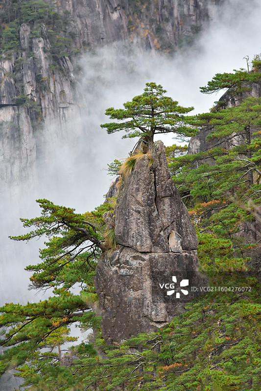 安徽黄山奇松怪石：梦笔生花，云雾背景。图片素材