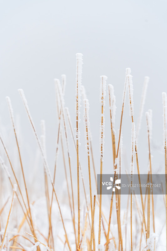 草茎上的雾凇，杭州余杭鸬鸟山冬天雪景图片素材