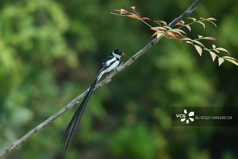 针尾维达雀——高清鸟类摄影图片素材