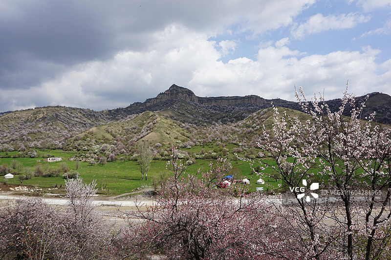 新疆伊犁州霍城县大西沟中华福寿山景区杏花春色图片素材
