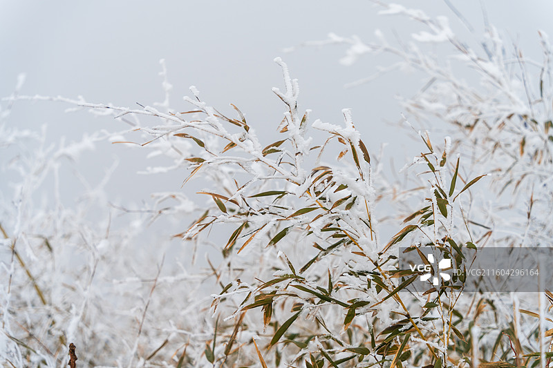 冬天竹叶上的雾凇树挂，杭州余杭鸬鸟山雪景图片素材
